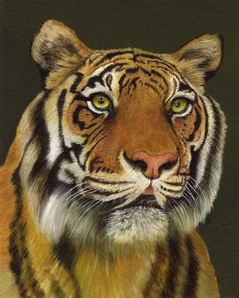 bengal tiger painting  dana spring parish fine art america
