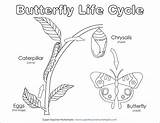 Life Butterfly Cycle Coloring Diagram Circle Worksheets Science Metamorphosis Di Teacher Super Fun Ciclo Vita Cicli Printable Grade Kindergarten Time sketch template