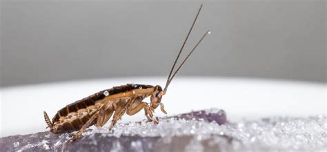 10 Facts About The German Cockroaches Rentokil