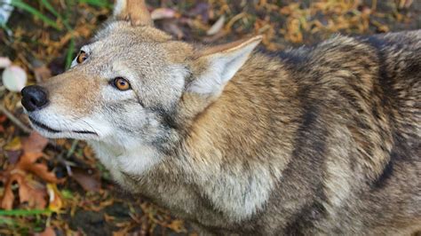years  red wolf extinction  revelator