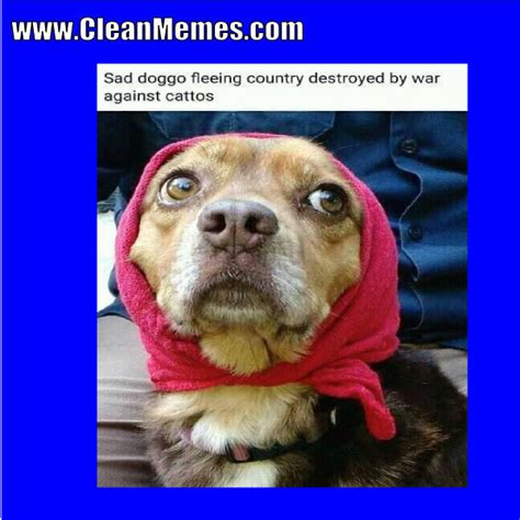 pin by clean memes on clean memes clean memes funny images cat memes