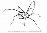 Harvestman Drawing Draw Step Arachnids Tutorials sketch template