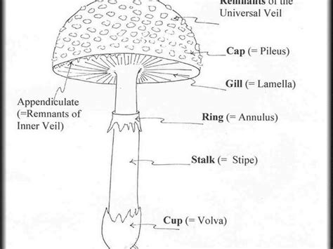 pin  archies press  archies press mushroom diagram stuffed mushrooms