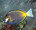 Image result for "thaumastocheles Japonicus". Size: 115 x 98. Source: www.seafishpool.com