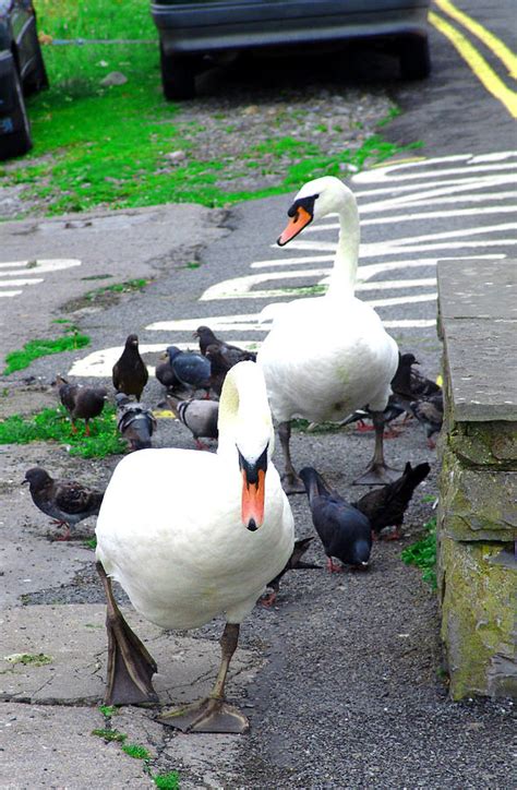 swan walk galway city ireland photograph  eul hurley fine art america