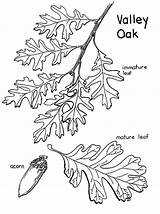Tree Coloring Leaves Oak Valley Fruit Pages Lobata Quercus Color sketch template