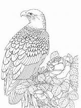 Pyrography Eagles sketch template