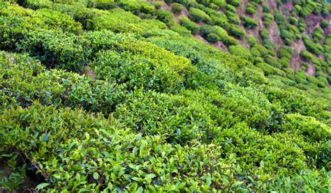 tea plantations in darjeeling