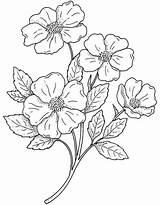 Flower Flowers Coloring Pages Flores Para Pintar Embroidery Tela Pattern Wild çizim Drawing Patterns Color Moldes Nakış Book раскраски Colouring sketch template