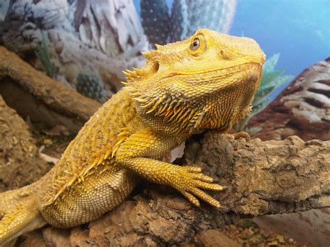 types  bearded dragons  colors species