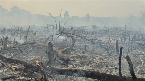 burned areas of the amazon could take centuries to fully recover the