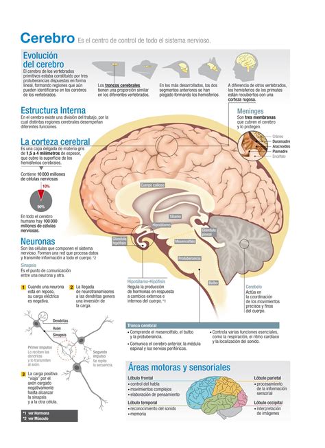 infografias toledo cerebro