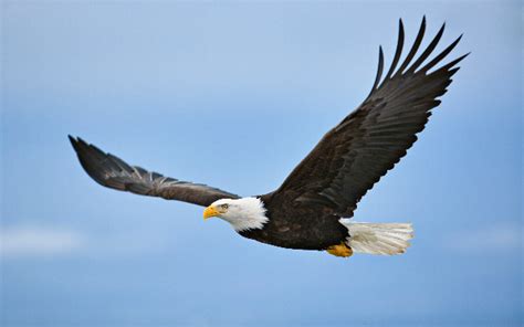 eagle  drone   river