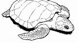 Turtle Sea Loggerhead Drawing Clipartmag sketch template