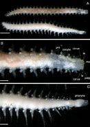 Afbeeldingsresultaten voor "sphaerodoropsis Philippi". Grootte: 131 x 185. Bron: www.researchgate.net