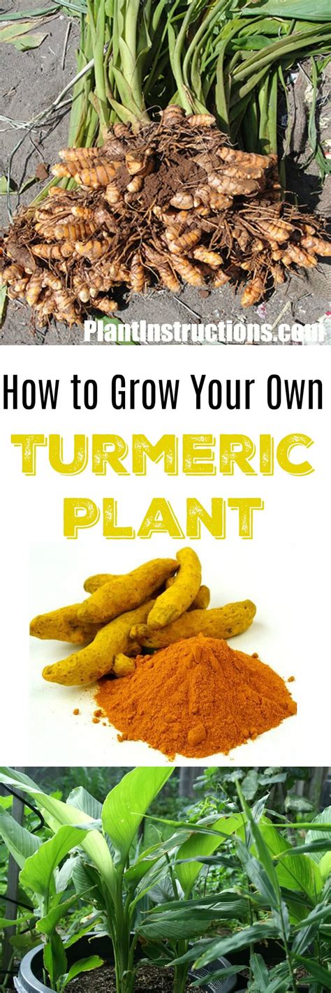 grow turmeric  pots plant instructions