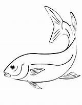 Fish Coloring Pages sketch template