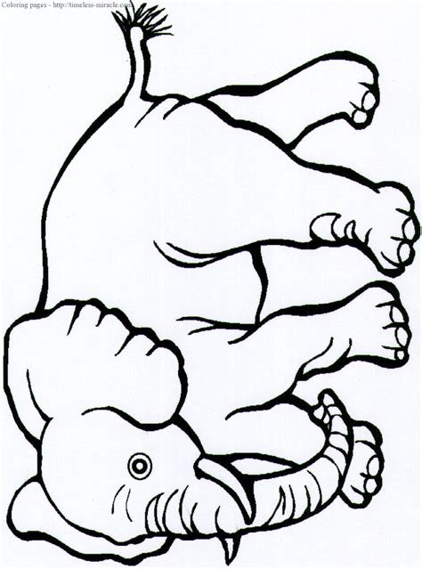 safari animals coloring pages photo  timeless miraclecom