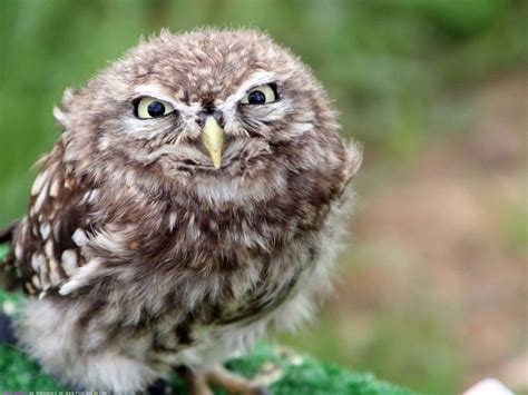 whimsical hoot  adorable owl caught   lively moment