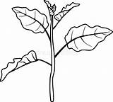 Eggplant sketch template