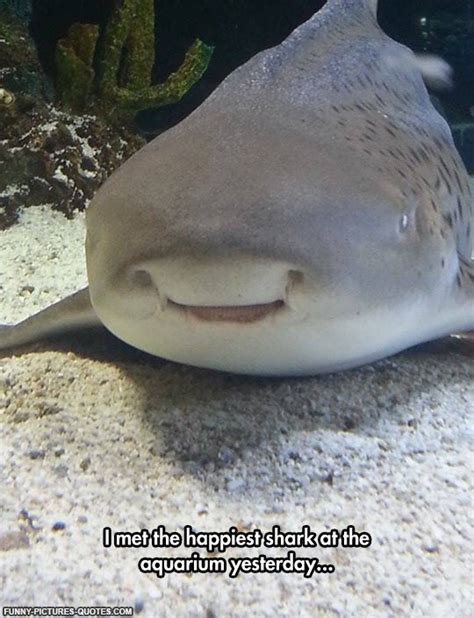 funny shark quotes quotesgram