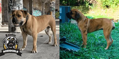 Outlaw X Lorde African Boerboel Puppies For Sale
