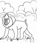 Baboon Cartoon Coloring Cute Pages sketch template