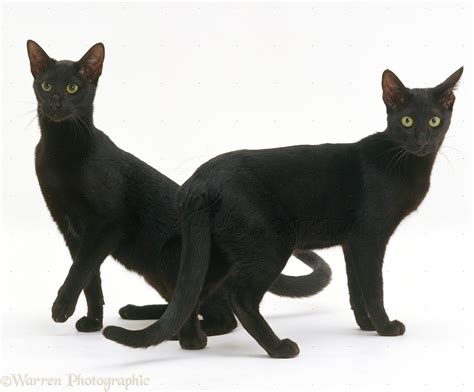black oriental cats photo wp
