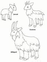 Printable Goats Gruff Billy Masks Three Lovely Coloring Colour Role Source sketch template