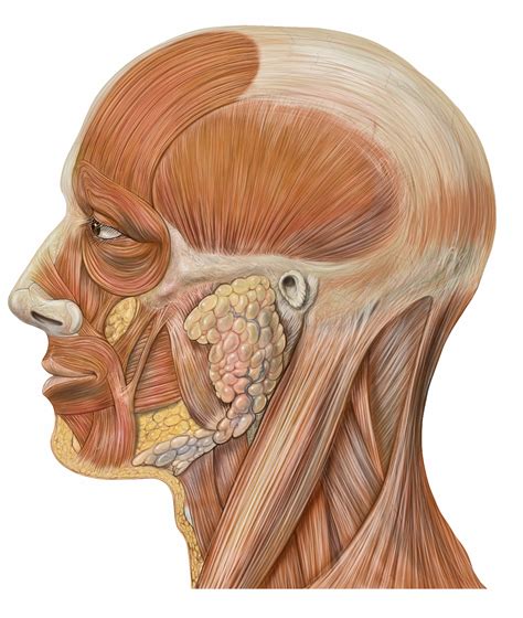 filelateral head anatomyjpg wikimedia commons