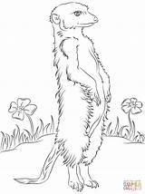Meerkat Coloring Pages Drawing Colouring Printable Meerkats Flowers Print Drawings Animals Color Sketch Sheets Animal Getdrawings Categories sketch template
