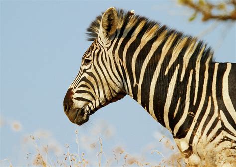 zebra   photo  freeimages