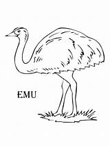 Emu Animales Coloring4free Coloringhit Supercoloring Aborigine Hernando sketch template