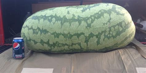 mammoth melon grown in accomack cty