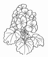 Geranium Flowers Coloring Pages Geraniums Flower Clipart Drawings Coloringpagesforadult Clip Patterns Drawing Cliparts Para Geranio Obtain Depending Effects Various Card sketch template