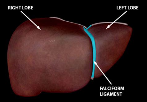 The Toxic Substance Treatment Plant Liver Anatomy