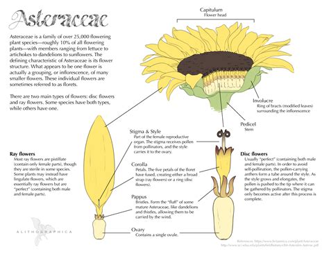 parts   sunflower