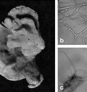 Afbeeldingsresultaten voor "spongionella Pulchella". Grootte: 174 x 185. Bron: www.researchgate.net