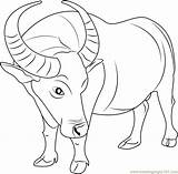 Buffalo Coloringpages101 Coloringall Bison Bull Buffalos sketch template