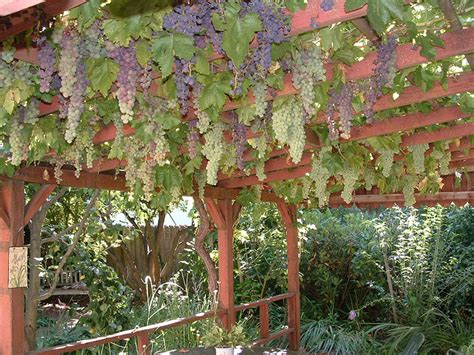 grape   build  trellis  grape vines
