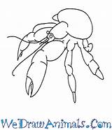 Crab Coconut Draw Coloring Drawing Crabs Cartoon Easy Lessons Animals Step Learn Tutorial Drawings Designlooter Pages Kids 350px 83kb Tutorials sketch template