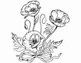 Poppies Wild Coloring Coloringcrew sketch template