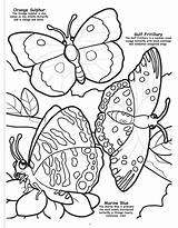 Butterflies Birds Coloring Book Books sketch template
