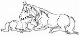 Foal Horse Mare Coloring Lineart Pages Drawing Colouring Clipart Deviantart Library Getdrawings Popular sketch template