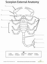 Scorpion Anatomy Worksheets Kids Science Activities Worksheet Parts Body External Learning Life Study Animal Grade Biology Insect Education Classroom Crayfish sketch template