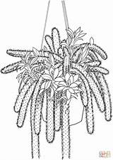 Cactus Coloring Flagelliformis Disocactus Pages Rattail Printable Drawing Adult Color Cute Tutorials Supercoloring Flower sketch template