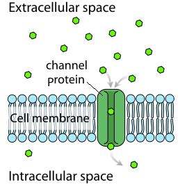 plasma membrane vce biology
