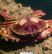 Afbeeldingsresultaten voor Charybdis Crab. Grootte: 176 x 185. Bron: www.meerwasser-lexikon.de