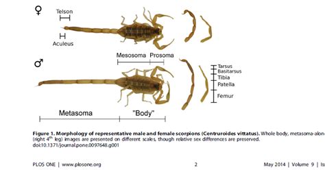The Scorpion Files Newsblog Male Sprinters And Fighting Females