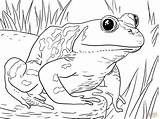 Coloring Pages Animals Zoo Bullfrog Frogs Frog American Printable Adult Kids Tadpole Animal Male Sheets Print Book Drawing Froggy Sketch sketch template